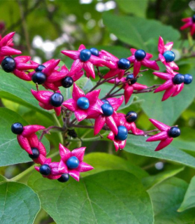 Clerodendrum trichotomum fargesii